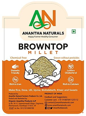 Browntop millet