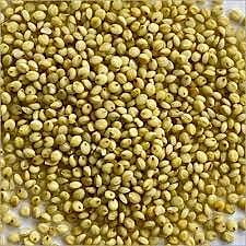 Browntop millet Browntop millet