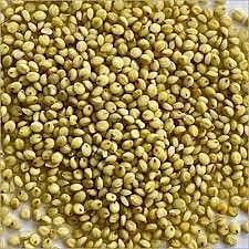 Browntop millet