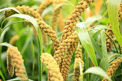 Foxtail Millet Rice