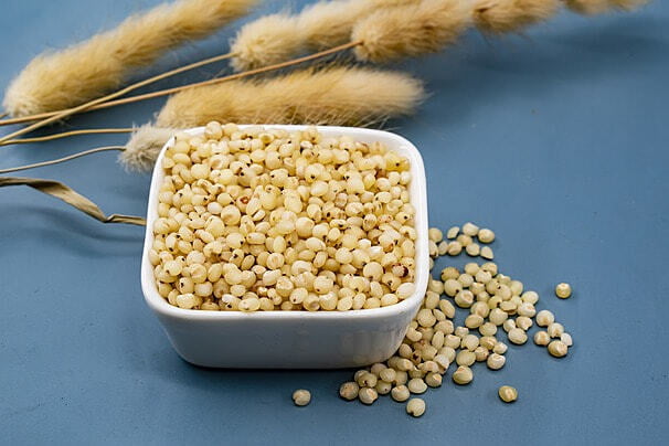Sorghum Sorghum